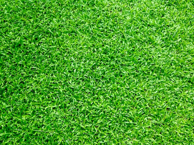 5 Pros and Cons of Having Artificial Grass_